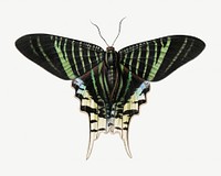 Green moth, vintage insect illustration psd. Remixed by rawpixel. 