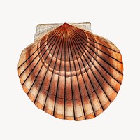 Clam shell vintage illustration