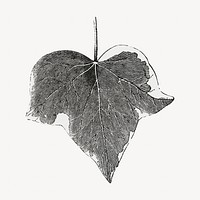 Ivy leaf vintage illustration, black and white design