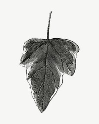 Ivy leaf vintage illustration, black and white collage element psd