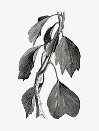 Ivy leaves vintage illustration, black and white collage element psd
