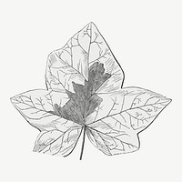 Ivy leaf vintage illustration, black and white collage element psd