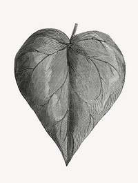 Leaf vintage illustration, black and white collage element psd