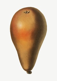 Pears vintage illustration, collage element psd