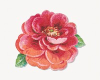 Pink flower, vintage botanical illustration. Remixed by rawpixel.