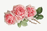 French rose, vintage flower illustration by Paul de Longpre psd. Remixed by rawpixel.