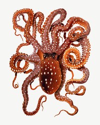 White-spotted Octopus, vintage animal illustration psd. Remixed by rawpixel.