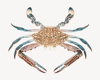 Blue crab, vintage sea animal illustration by Luigi Balugani. Remixed by rawpixel.