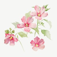 Mallow flower watercolor illustration element psd. Remixed from vintage artwork by rawpixel.