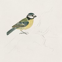 A Blue Tit by James Sowerby. Digitally enhanced by rawpixel.