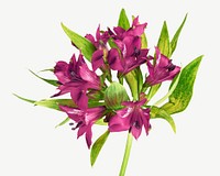 Purple lily flower psd