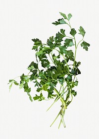 Parsley leaves, isolated design