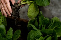 Organic fresh lettuce picking, farming design