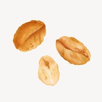 Peanut seed, food ingredient illustration