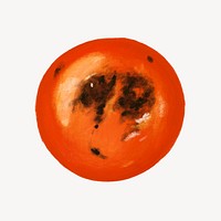 Burnt tomato vegetable, healthy food illustration