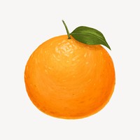 Orange fruit, healthy food illustration