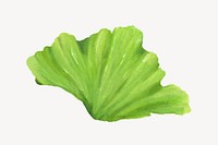 Salad vegetable, healthy food illustration