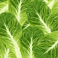 Bok choy vegetable background, green design