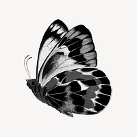 Black butterfly, vintage insect illustration