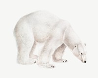 Polar bear, wild animal illustration psd