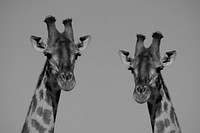 Black & white giraffe heads