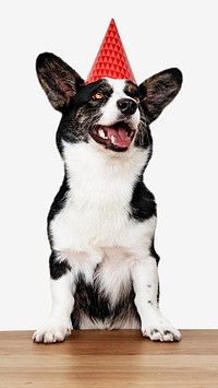 Cardigan Welsh Corgi wearing a red party cap isolated image
