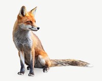 Fox, wildlife collage element psd