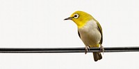 Cute bird, animal isolated image