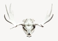 Deer skull mounted, isolated design