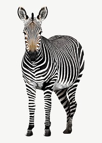 African zebra psd isolated design