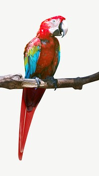Red parrot design element psd
