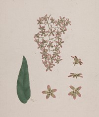 Hagenia abyssinica  (Bruce) J.F. Gmel. : finished drawing by Luigi Balugani