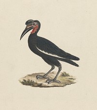 Bocorvus abyssinicus (Abyssinian Ground Hornbill) by James Bruce