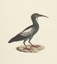 Bostrychia carunculata (Wattled Ibis) by James Bruce