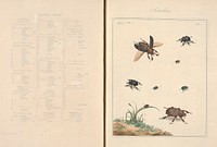 The English entomologist : exhibiting all the coleopterous insects found in England : exhibiting all the coleopterous insects found in England, including upwards of 500 different specials, the figures of which have never before been given to the public : the whole accurately drawn & painted after nature / arranged and named according to the Linnean system by Thomas Martyn.