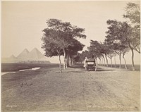 Caire. Allée de Pyramides