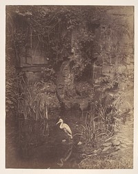 Piscator, No. 2 by John Dillwyn Llewelyn