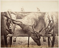 Stag in Cart