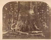 Section of the Grizzly Giant, Mariposa Grove, Yosemite by Carleton E. Watkins