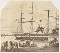 A Cargo of Seventy Elephants Landing from Burmah during the 1857 Mutiny  by Unknown