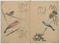 A Compendium of Small Birds