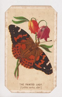 The Painted Lady butterfly card from the Butterflies and Moths of America series, Louis Prang & Co. (Boston, Massachusetts)
