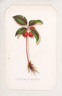 Checker Berry card from the Plant with Root series, Louis Prang & Co. (Boston, Massachusetts)