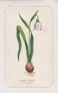 Snow Drop card from the Plant with Root series