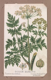 Poison Hemlock from the Plants series, Louis Prang & Co. (Boston, Massachusetts)