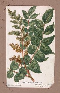 Poison Sumach from the Plants series, Louis Prang & Co. (Boston, Massachusetts)