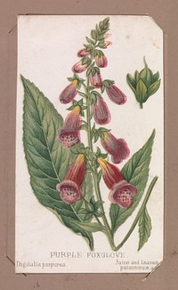 Purple Foxglove from the Plants series, Louis Prang & Co. (Boston, Massachusetts)