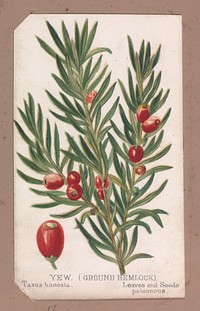 Yew (Ground Hemlock) from the Plants series