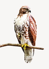 Hawk bird, isolated design