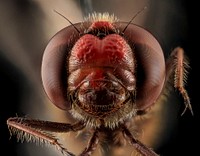 Sympetrum, face, Beltsville.